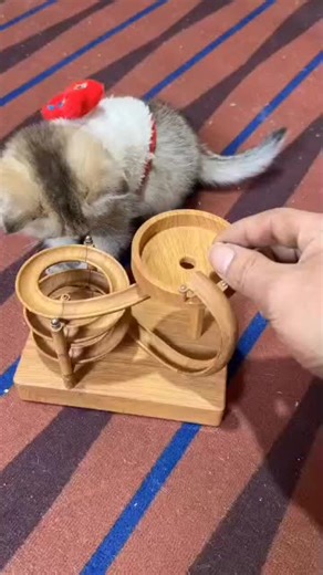 POV: You hired the cutest 😺 inspector to test your new marble run! 🧸 🎥: @catssl0verss 📍: Paw Petal ✨ #cat #cute #marblerun #pawpetal #kitty