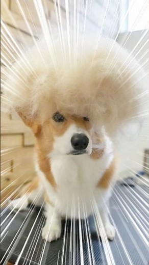 コーギー春の収穫祭🌸