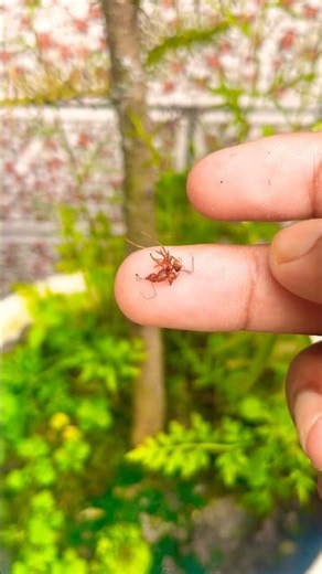 🐜 Two Red Ants! Wait for the End! 😱 #Shorts #trending