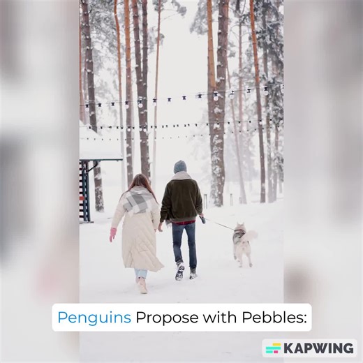 Antarctic Adele Penguin Love: Pebble Proposal and Mating Season Rituals
