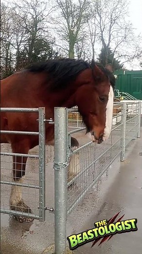 Majestic Shire Horse Up Close 🐴✨ (Gentle Giant of the Farm!)
