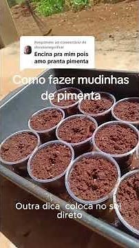 Como plantar PIMENTA BODE no vaso em um minuto