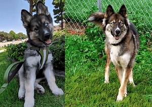 Top 10 Things You Need to Know About German Shepherd Husky Mix