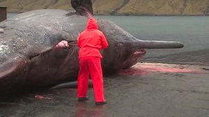 Dead Whale explosion. Violent!