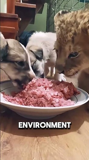 He Rescued This Lion Cub from His Pride 🦁 #lioncub #wildlifestory #animalbond