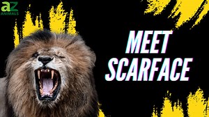 Meet 'Scarface' — The Most Notorious Lion to Ever Rule the Jungle
