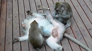 Wild Monkeys in Forest Near the Beach in Bali, Indonesia, Southeast Asia. Mother Holds and Breastfeeds Baby Monkey Stock Video - Video of monkey, indonesian: 337994275