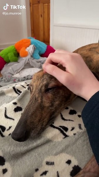 My dog is the cutest and I’ll fight anyone who says otherwise #fyp #greyhound #greyhoundsoftiktok