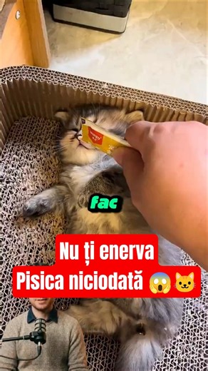NEVER wake a cat like this! 😱🐈 The shocking truth behind why they attack #animals #shorts