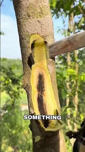 How Agarwood (Oud) is Made from a Living Tree