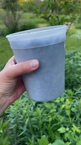 Our first honeyberry harvest of the season! I always get a lot of questions about this little fruit... so let me tell you all about them! | Whole-Fed Homestead