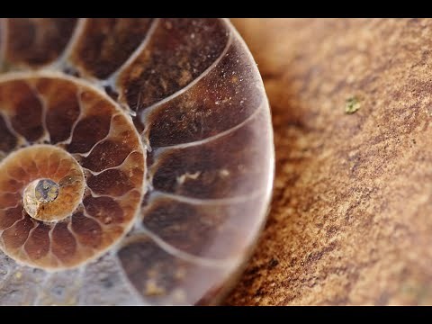 Searching for Alien Fossils on Earth