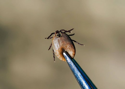 Can You Squish a Tick? Plus 17 More Gross Tick Facts (Hunt, Feed, Kill) | GudGear