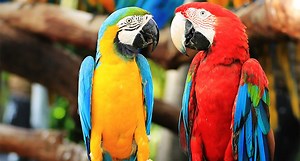 Everything You Need to Know About Parrots
