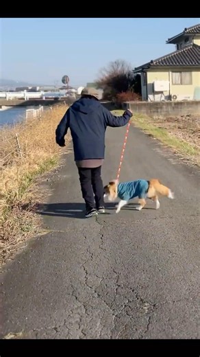Hinata｜daily #犬のいる暮らし #シェルティ #かわいい #dog #sheltie