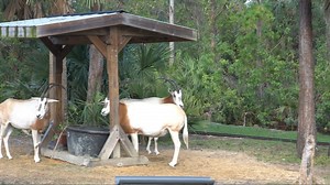 All aboard! Take a ride on the train with us through this special POV video and see which animals you can spot! 🚂 | Brevard Zoo