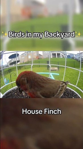 House Finch at My Backyard Feeder 🐦 Backyard Birds Up Close