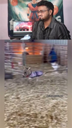 Muma muma🤣#comedy#viralshorts#funnyshorts#reactionvideo#memereview