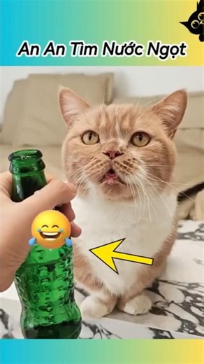 🥤 An An Searches for Freshwater and the Unexpected Outcome #pets #pets #funnycats #funny #cat #cute