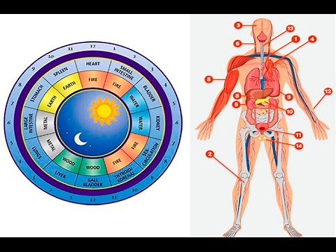 Find Out Which Organ In Your Body Does Not Work Well With The Chinese Clock.