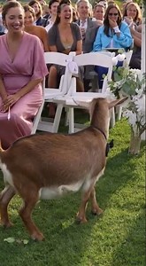 Goats Crash the Wedding Kiss!