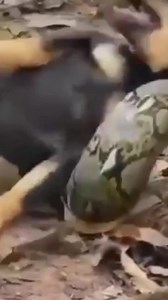 Baby dog crying for help from python 😱 _ | Planet Paws
