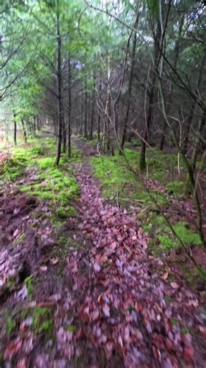 El Significado del Color Verde en Psicología