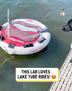 This Lab has an amazing life! 😂 | Dad Jokes