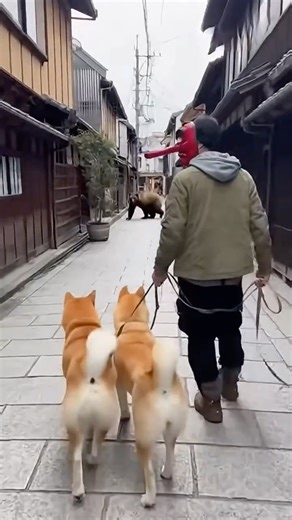 The Akitas Suddenly Charged at the Giant Bear?! 🐕🐻 #Akita #Bear #dog
