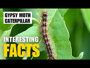 Exploring the Fascinating World of Gypsy Moth Caterpillar | Interesting Facts | The Beast World