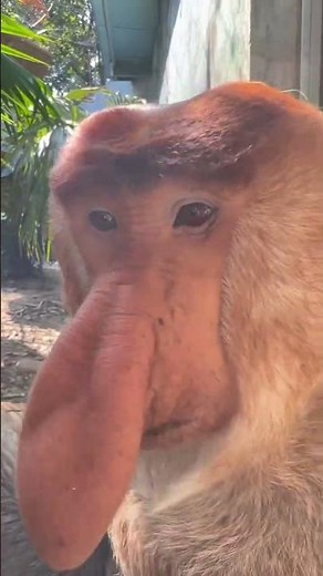 Nacho eat slowly and be careful not to put your nose in your mouth #Changlong Proboscis Monkey #Chan