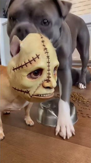 Chihuahua Pranks Bully Puppy with HORROR Mask! (Ending is Hilarious) 😂🎭