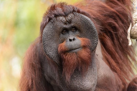 Flanged male orangutans experience more severe early life stress | Plants And Animals