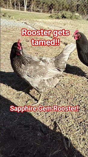 Sapphire Gem Rooster gets tamed! #Rooster#farm#funny#chickens#shorts#2026