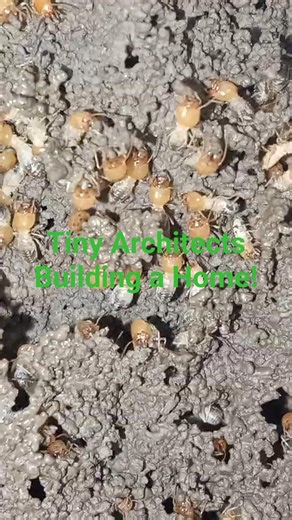 Tiny Architects at Work! Termites Build an Incredible Home 🏠🐜