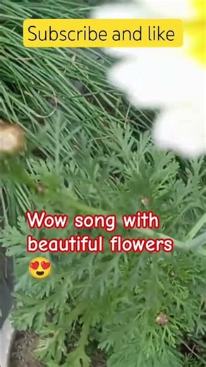 # owsom view of flowers 💐🌹# seasonal beauty 😍