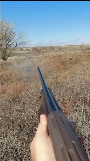 Dot's Covey at the Y | Oklahoma Quail Hunting