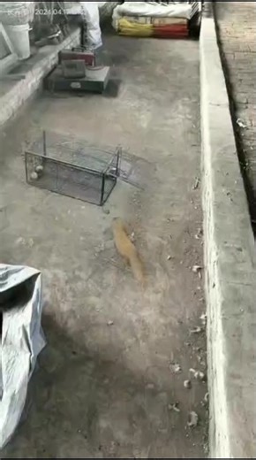 How Birds Catch Prey (and Why They’re So Good At It) #birds #birdmaster #hunting #wildlife #animals