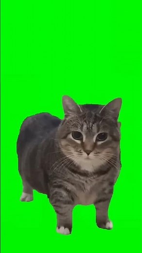 olla olla cat spinning cat #silly #funny #cat #funnycats #weird #ollaollacat