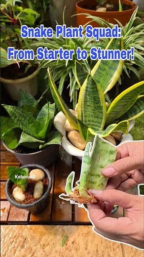 How to multiply your Snake Plants 101 📈
