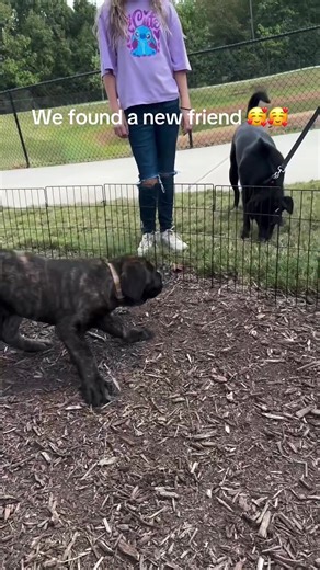 Adopting an English Mastiff: Our New Best Friend