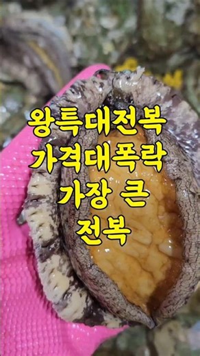 April 10th Extra Large Live Abalone. It is extremely fresh. Extra Large Abalone