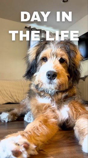 97K views · 122 reactions | MERCH IS HERE!!! We’re stoked to announce that the first line of Waffles Gang merch has officially dropped! 劉 Comment “MERCH” and we’ll send the link!  Or you can find it in the bio! We are so grateful for all of you who have supported us on our journey so far! | Waffles and Me | Facebook