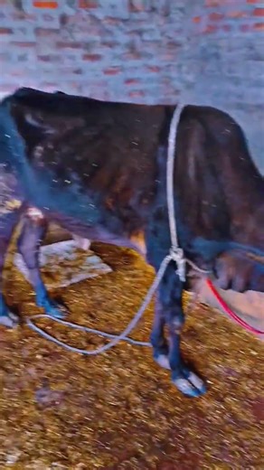 After Treatment Cow Ki Release Condition | Day 2 | #shorts #short #cow #veterinary #treatment #vet