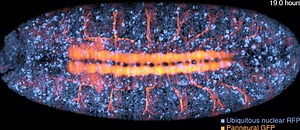 Spatiotemporally adaptive imaging of dynamic gene expression patterns.