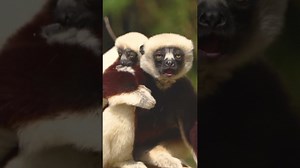 Coquerel’s sifaka lemur explores trees with tiny leaps