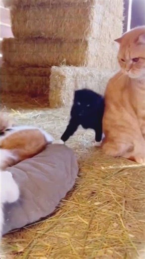 Funny Animals 😹😹 #animallovers #funny #cat