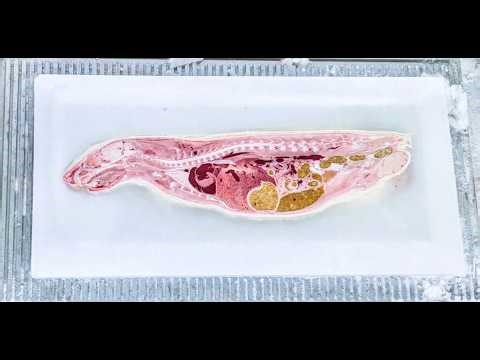 Bright Instruments Whole Small Animal Sectioning Cryostat System 2026