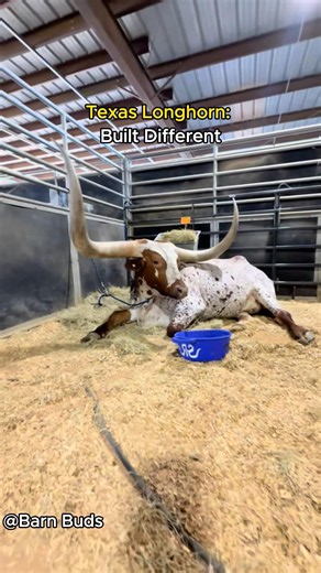 The Wildest-Looking Cow On The Ranch.#longhorns #texas #cow #farming #farm #cowpokes #farmer