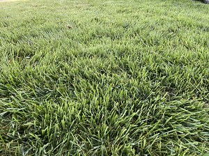 Help me identify this grass